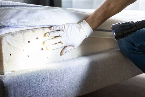 Best Affordable Pest Control Services  in South St Paul, MN
