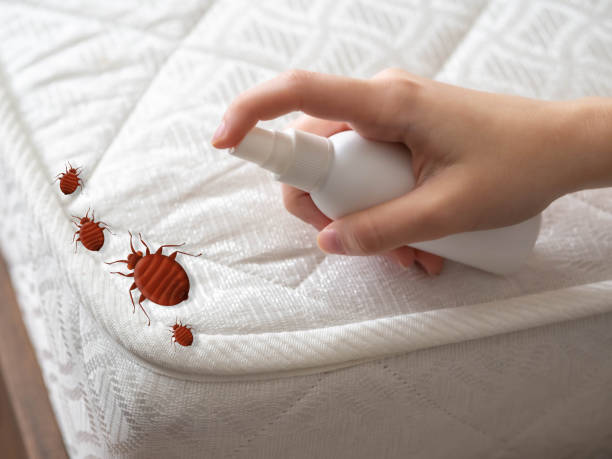 Best Termite Control Services  in South St Paul, MN