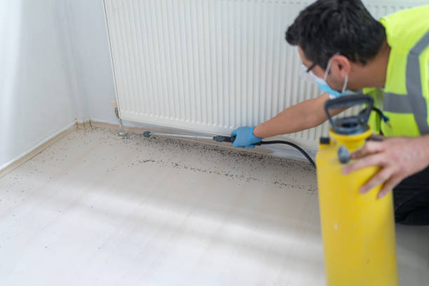 Best Flea Control Services  in South St Paul, MN