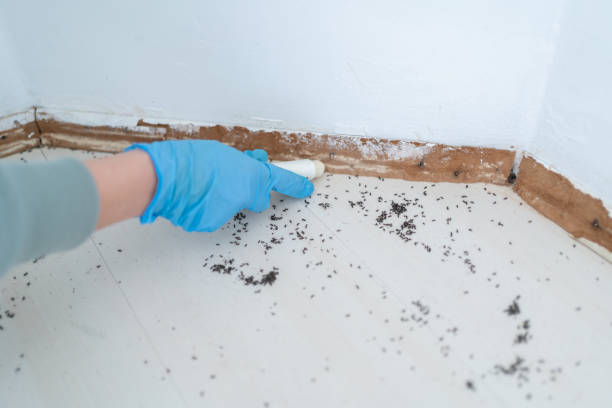 Best Wasp Removal Services  in South St Paul, MN